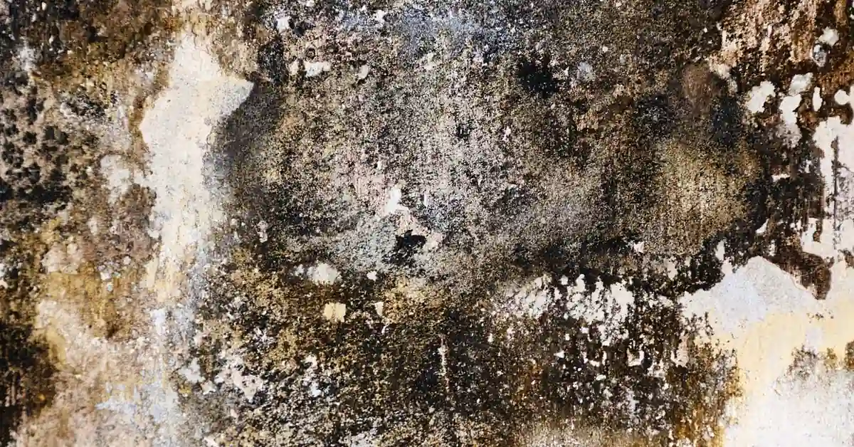Wall showing moisture damage and paint bubbling near a mold-prone area