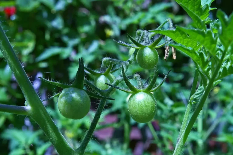 Green cherry tomatoes growing on a vine in a garden