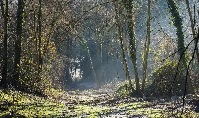 Will solar path lights work in shade or partial shade?