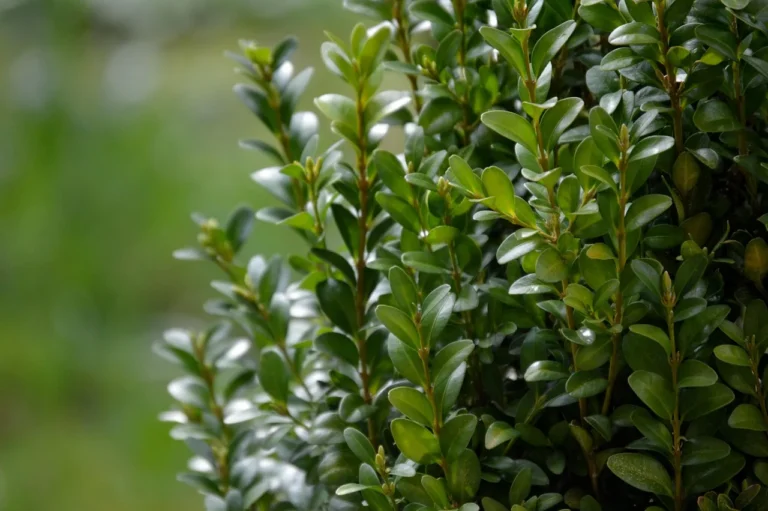 Faux boxwood fillers styled in a planter, accent pot, and privacy screen on a bright patio