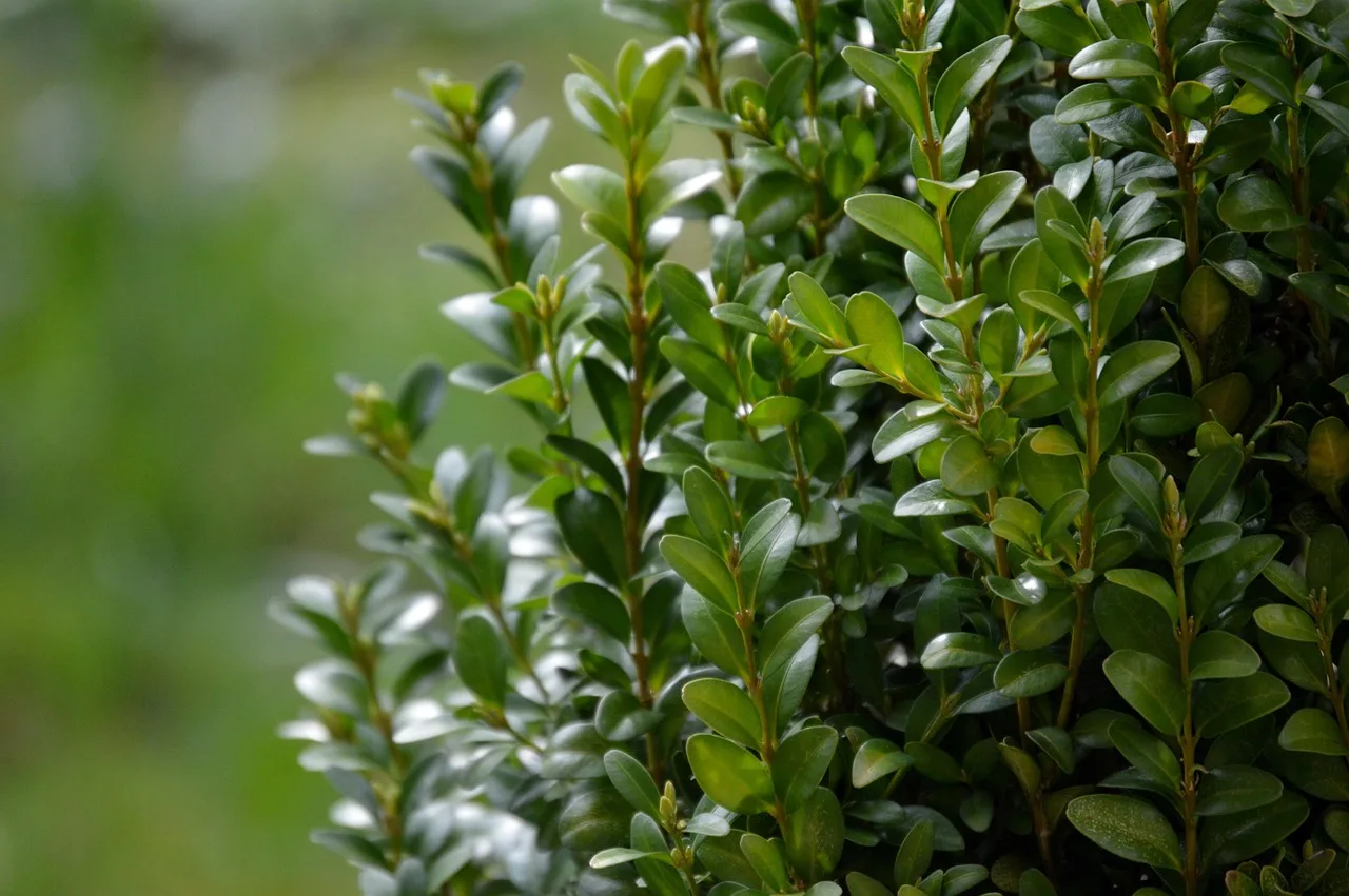 Faux boxwood fillers styled in a planter, accent pot, and privacy screen on a bright patio