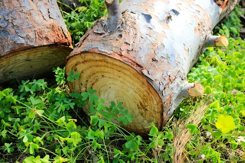 Why green wood or dry wood is better for heat?