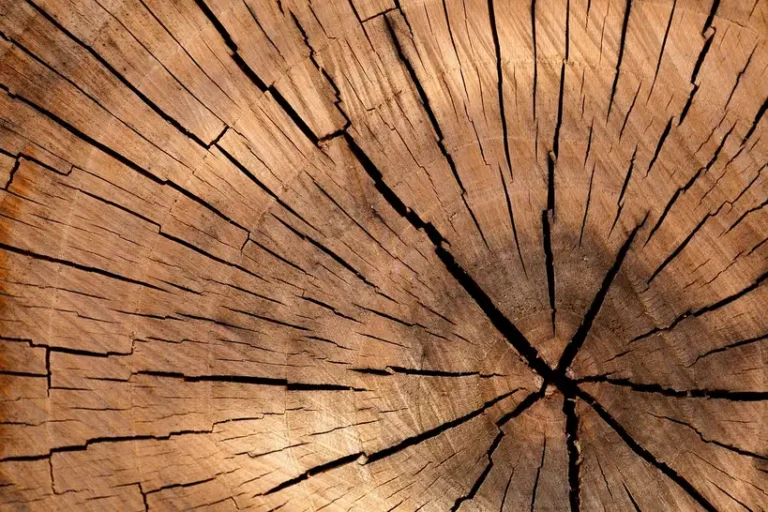 Close-up of a cracked tree stump with radial wood grain