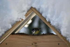 When Should You Remove Snow From Your Roof?